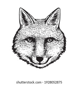Hand drawn ink portrait of fox in engraving style.