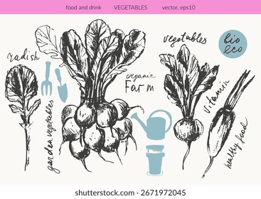 Hand drawn ink radish vegetable sketches set. Food drawings for labels and packaging. Vegetarian menu. Healthy diet.