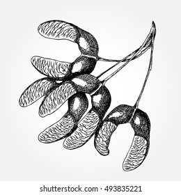 Hand drawn ink rustic maple seeds, maple branch with seeds isolated on white.  Maple seeds highly detailed ink drawings. Vector.