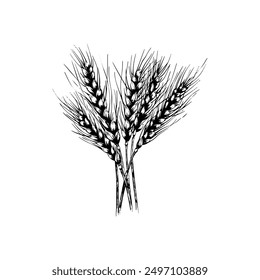 Hand drawn ink sketch. Barley vector illustrations engraving