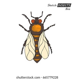 Hand drawn ink sketch of bee isolated on white background. Vector illustration. Drawing in vintage style.