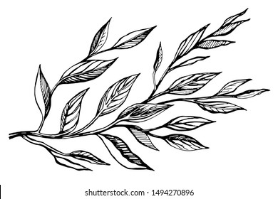 Hand drawn ink sketch  branch plants with leaves. Graphic botanicalvector illustration isolated on a transparent background