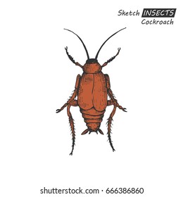 Hand drawn ink sketch of cockroach isolated on white background. Vector illustration. Drawing in vintage style.