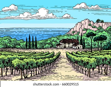 Hand drawn ink sketch. Colored vineyard landscape. Vintage style vector illustration.