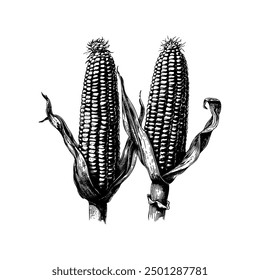 Hand drawn ink sketch corn. Engraving style vector illustrations