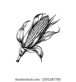 Hand drawn ink sketch corn. Engraving style vector illustrations