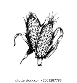 Hand drawn ink sketch corn. Engraving style vector illustrations