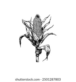 Dibujado a mano boceto de tinta de maíz. Ilustraciones vectoriales de estilo de grabado