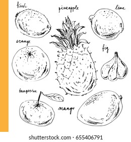 Hand drawn ink sketch fruits. Kiwi; orange; lime; pineapple; tangerine; fig; mango for food and drink design.