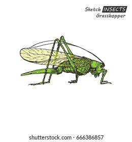 Hand drawn ink sketch of grasshopper isolated on white background. Vector illustration. Drawing in vintage style.