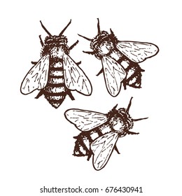 Hand drawn ink sketch illustration of honey bees, organic nature product. Vector