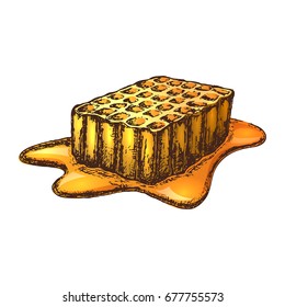 Hand drawn ink sketch illustration of honey combs, organic nature product. Vector