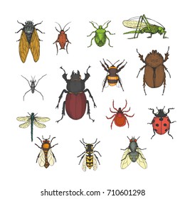 Hand drawn ink sketch of insects set isolated on white background. Vector illustration. Drawing in vintage style.