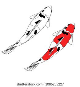 Hand drawn ink sketch of koi carp fish. Colored and black and white. Vector illustration.