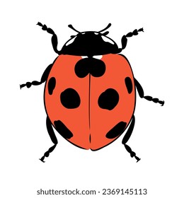 Hand drawn ink sketch of ladybug ladybug, vector sketch