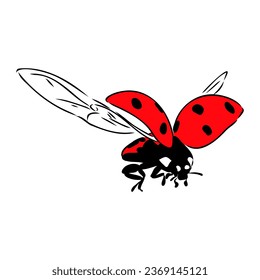 Hand drawn ink sketch of ladybug ladybug, vector sketch