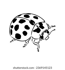 Hand drawn ink sketch of ladybug ladybug, vector sketch