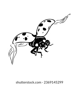 Hand drawn ink sketch of ladybug ladybug, vector sketch