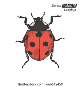 Hand drawn ink sketch of ladybug isolated on white background. Vector illustration. Drawing in vintage style.