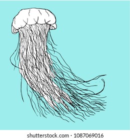 Hand drawn ink sketch of a lion's mane jellyfish. Vector illustration.