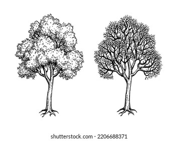 Hand drawn ink sketch of Maple tree with and without foliage. Retro style illustration.