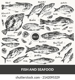 Hand drawn ink sketch of seafood, fish for menu background. Salmon, tuna, dorado, trout, sardine, anchovy, flounder, mackerel, herring, cod, redfish, sea bass.