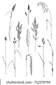 Hand drawn ink sketch of various field grasses