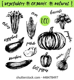 Hand drawn ink sketch. Vegetable drawings with lettering names. broccoli; greens; onion; corn; eggplant; potato; bell pepper; celery; zucchini, pumpkin.