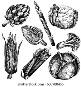 Hand drawn ink sketch of vegetable. Set of various vintage vegetables. Sketches of different eco food. Isolated on white.