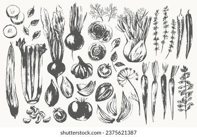 Hand drawn ink sketch of vegetables. Beetroot, carrot, onion, tomato, cucumber, fennel, celery, chili pepper, garlic, thyme, mint, slices. Food illustration, culinary background.