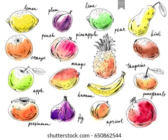 Hand drawn ink sketch and watercolor stain fruits. Apple, orange, fig, pineapple, pear, mango, lime, plum, apricot, peach, kiwi, banana, pomegranate, persimmon, lemon, tangerine.