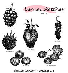 Hand drawn ink sketches of berries
