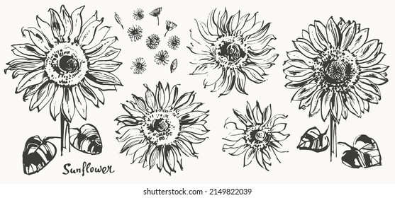 Hand drawn ink sunflower sketch set. Botanical illustration, summer flower isolated clipart. Realistic floral design element, black and white monochrome decorative background.
