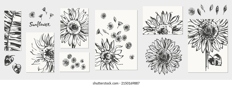 Hand drawn ink sunflower sketch poster set. Botanical illustration, summer flower isolated clipart. Realistic floral design element, black and white monochrome decorative background.
