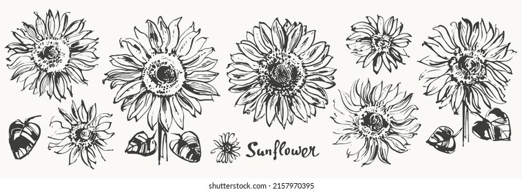 Hand drawn ink sunflower sketch set. Botanical illustration, summer flower isolated clipart. Realistic floral design element, black and white monochrome decorative background.
