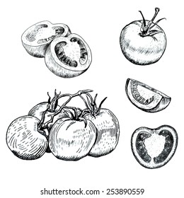 Conjunto de esboços de tomates de tinta desenhados à mão