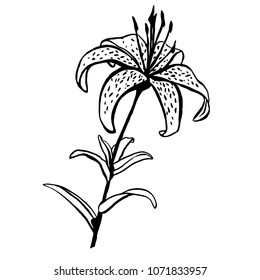 Hand drawn ink vector blooming tiger lily