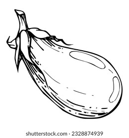 Hand drawn ink vector eggplant gourd squash. Sketch illustration art for Halloween, Thanksgiving, harvest, farming. Isolated object, outline. Design for restaurant menu print cafe, website, invitation