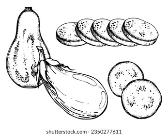 Hand drawn ink vector eggplant aubergine gourd squash. Sketch illustration art for harvest, Thanksgiving, farming. Isolated object, outline. Design for restaurant menu print, cafe, website, invitation