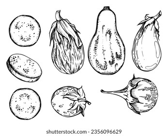 Hand drawn ink vector eggplant aubergine gourd squash. Sketch illustration art for harvest, Thanksgiving, farming. Isolated object, outline. Design for restaurant menu print, cafe, website, invitation