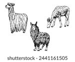 Hand drawn ink vector illustration, farm cattle wool animal, llama alpaca vicuna guanaco, South Central America. Set of objects isolated on white background. Design travel, vacation, brochure, print