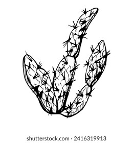 Hand drawn ink vector illustration, nature tropical exotic desert plant succulent cactus aloe agave leaves. Single object isolated white background. Design travel, vacation, brochure, print, botanical