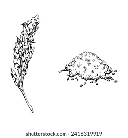 Ilustración vectorial de tinta dibujada a mano de semillas de plantas de quinua, cereal de cultivo de flores de amaranto de cultivo de cereales. Un solo objeto aislado en el fondo blanco. Viajes, vacaciones, folleto, impresión, café menú restaurante