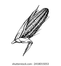 Hand drawn ink vector illustration, farm crop vegetable maize corn agricultural food vegetarian. Single object isolated white background. Design travel, vacation, brochure, print, cafe restaurant menu