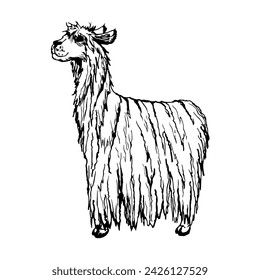 Hand drawn ink vector illustration, farm cattle wool animal, llama alpaca vicuna guanaco, South Central America. Single object isolated on white background. Design travel, vacation, brochure, print