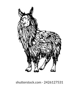 Hand drawn ink vector illustration, farm cattle wool animal, llama alpaca vicuna guanaco, South Central America. Single object isolated on white background. Design travel, vacation, brochure, print