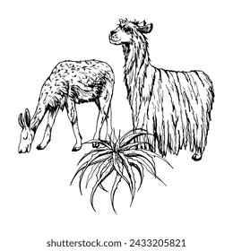 Hand drawn ink vector illustration, nature desert plant succulent cactus aloe agave, llama alpaca wool animals. Composition isolated on white background. Design travel, vacation, brochure, print