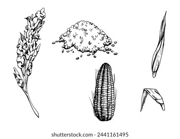 Hand drawn ink vector illustration, vegetable crop grain quinoa maize corn vegetarian food. Set of objects isolated on white background. Design travel, vacation, brochure, print, cafe restaurant menu