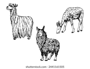 Hand drawn ink vector illustration, farm cattle wool animal, llama alpaca vicuna guanaco, South Central America. Set of objects isolated on white background. Design travel, vacation, brochure, print