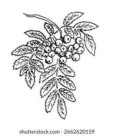 Hand drawn ink vector illustration. Rowan branch with berries and leaves. Autumn nature foliage, plants, forest. Ink sketch, black outline drawing.